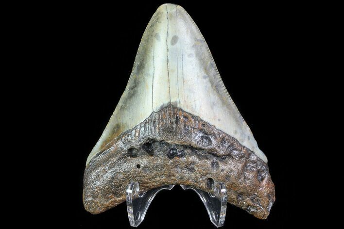 Fossil Megalodon Tooth - North Carolina #80840